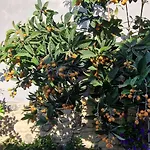 بيت ضيافة Casa S'urtzula *