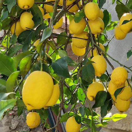 Casa S'urtzula Guest house Sini